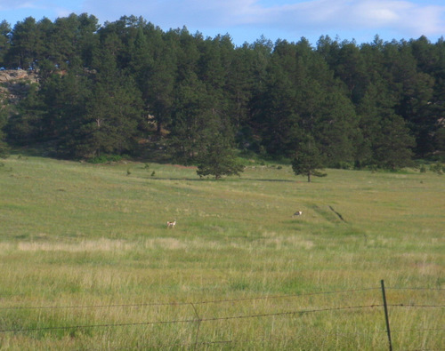 Antelope between Elbert and Black Forest, Colorado.